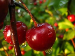 Сӣ�Ҵ��ҵ������ӣ